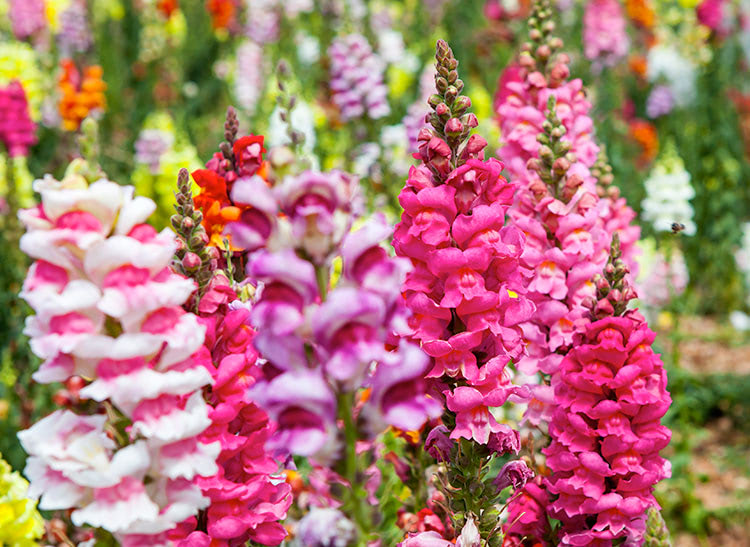 Clusters of vibrant pink, white, and purple snapdragons bloom densely in a sunlit garden, amongst other colorful flowers in the background.