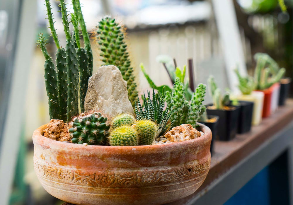 A dozen young, potted Dish Gardens are lined up in a greenhouse