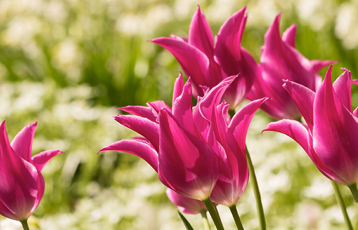 Vibrant pink tulips bloom, reaching upward, amid a sunlit garden with a blurred background of greenery.