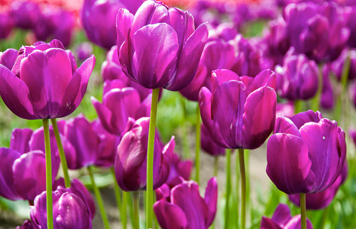 Purple tulips stand upright, blooming vibrantly amidst a field of similar flowers in a lush garden. The green stems and leaves contrast with the vivid purple petals, creating a picturesque scene.