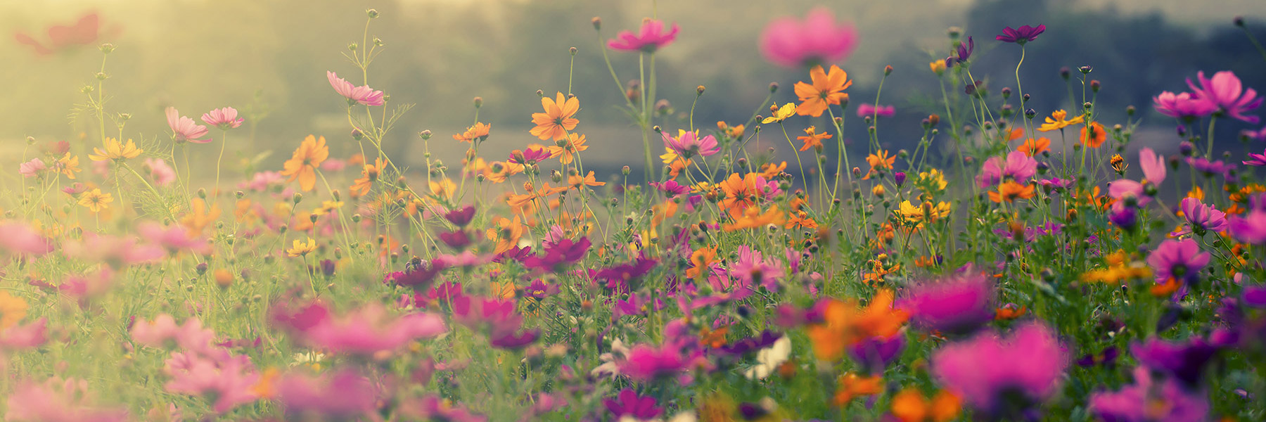 Flower Delivery Columbus OH Florist Columbus Griffin S Floral   Hazy Field 