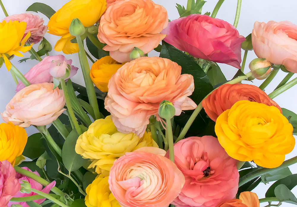 Brightly colored ranunculus flowers bloom in vibrant shades of yellow, orange, pink, and red against a backdrop of green foliage. The tightly packed blossoms showcase delicate, layered petals.