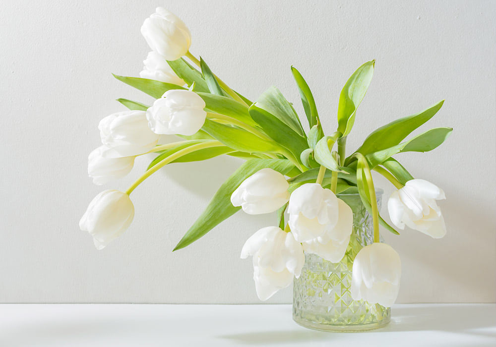 White tulips droop gracefully over the edge of a textured glass vase, positioned against a plain, light-colored wall on a flat surface.