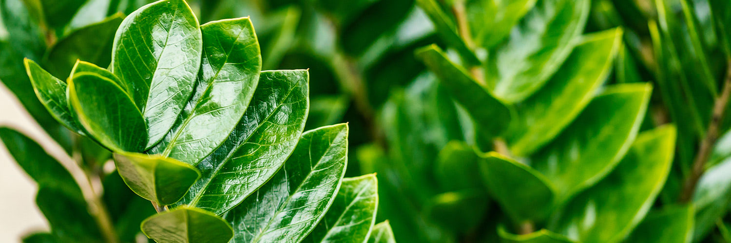 Green glossy leaves are clustered together, overlapping and reflecting light, creating a vibrant display of lush foliage. The background is blurred, enhancing the focus on the detailed leaf textures.