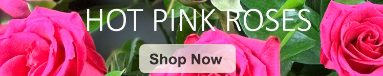 Hot Pink Roses Columbus Oh Florists Griffins Floral