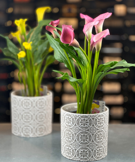 Blooming Calla Lily Plant