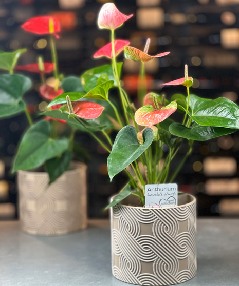 Anthurium Plant